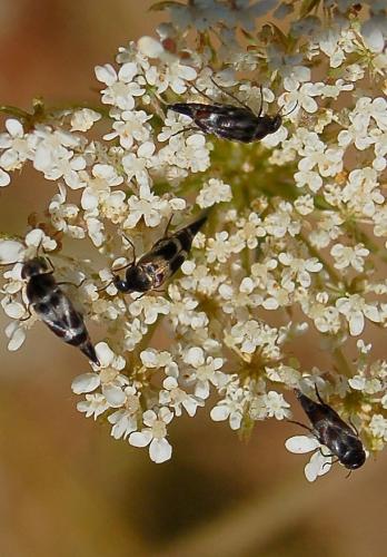 Mediimorda sp.